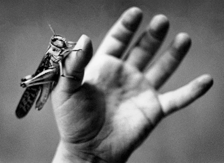 PUUR de Wim Vandekeybus. - Photo Jean-Pierre Stoop.