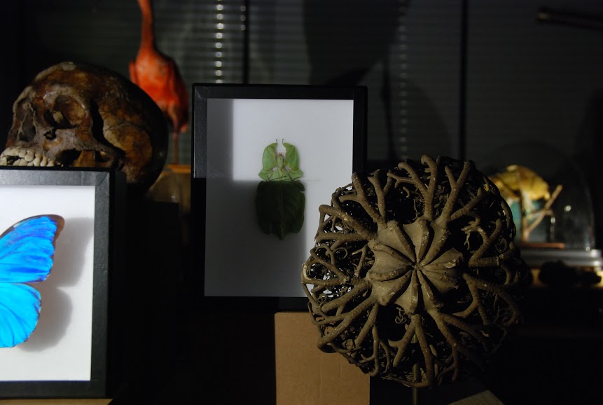 "Mirabilia". Photo © Isabelle Dumont.