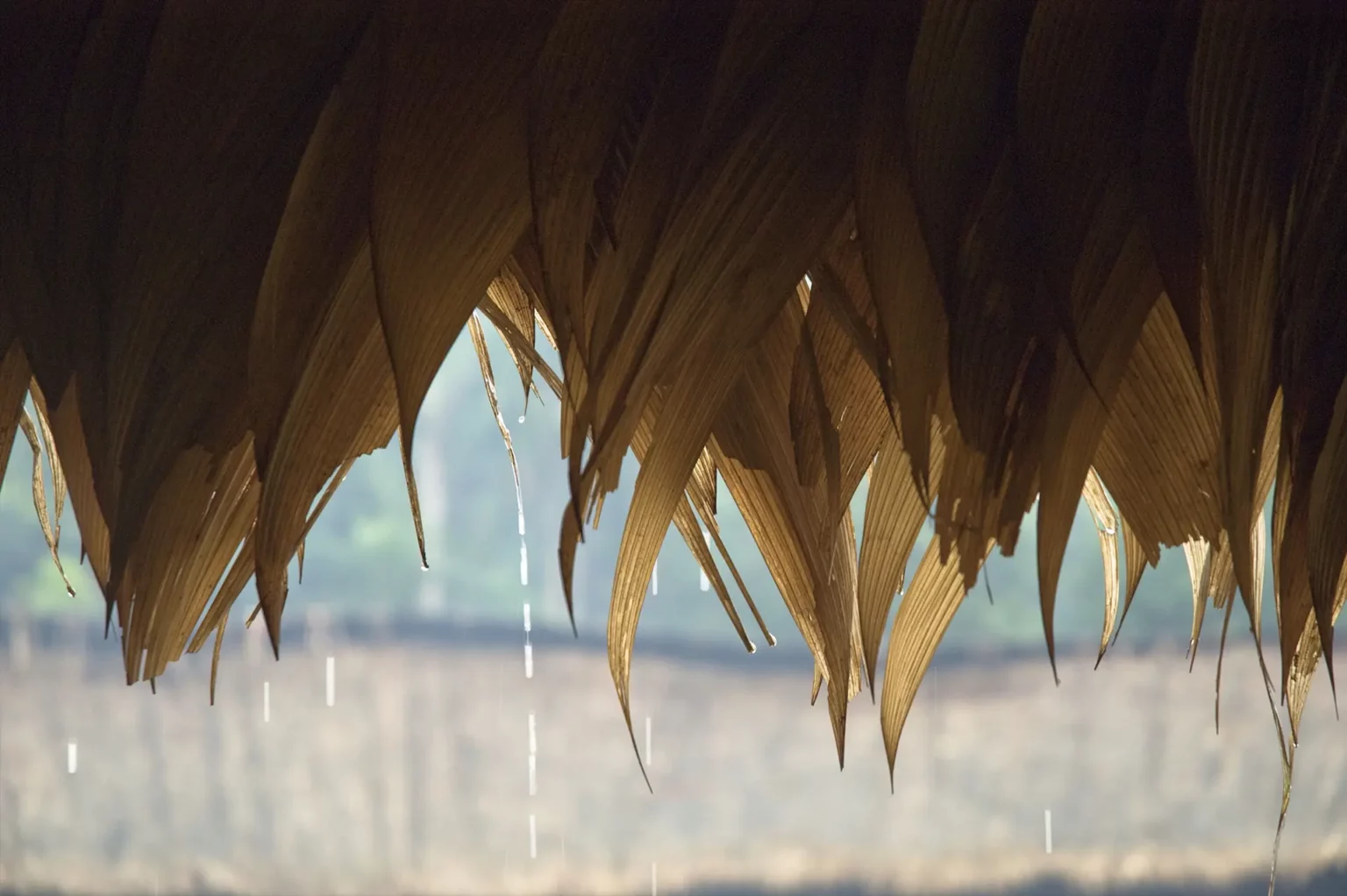 Vue de la région de Watoriki, Roraíma (Brésil), Amazonas, coprod. Institut Goethe, Biennale de Munich, ZKM (Zentrum für Kunst und Medien) de Karlsruhe, 2009. Photo Moritz Büchner.